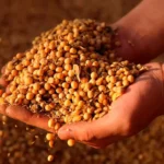 Україна експортувала перший мільйон тонн сої та ріпаку після введення мита