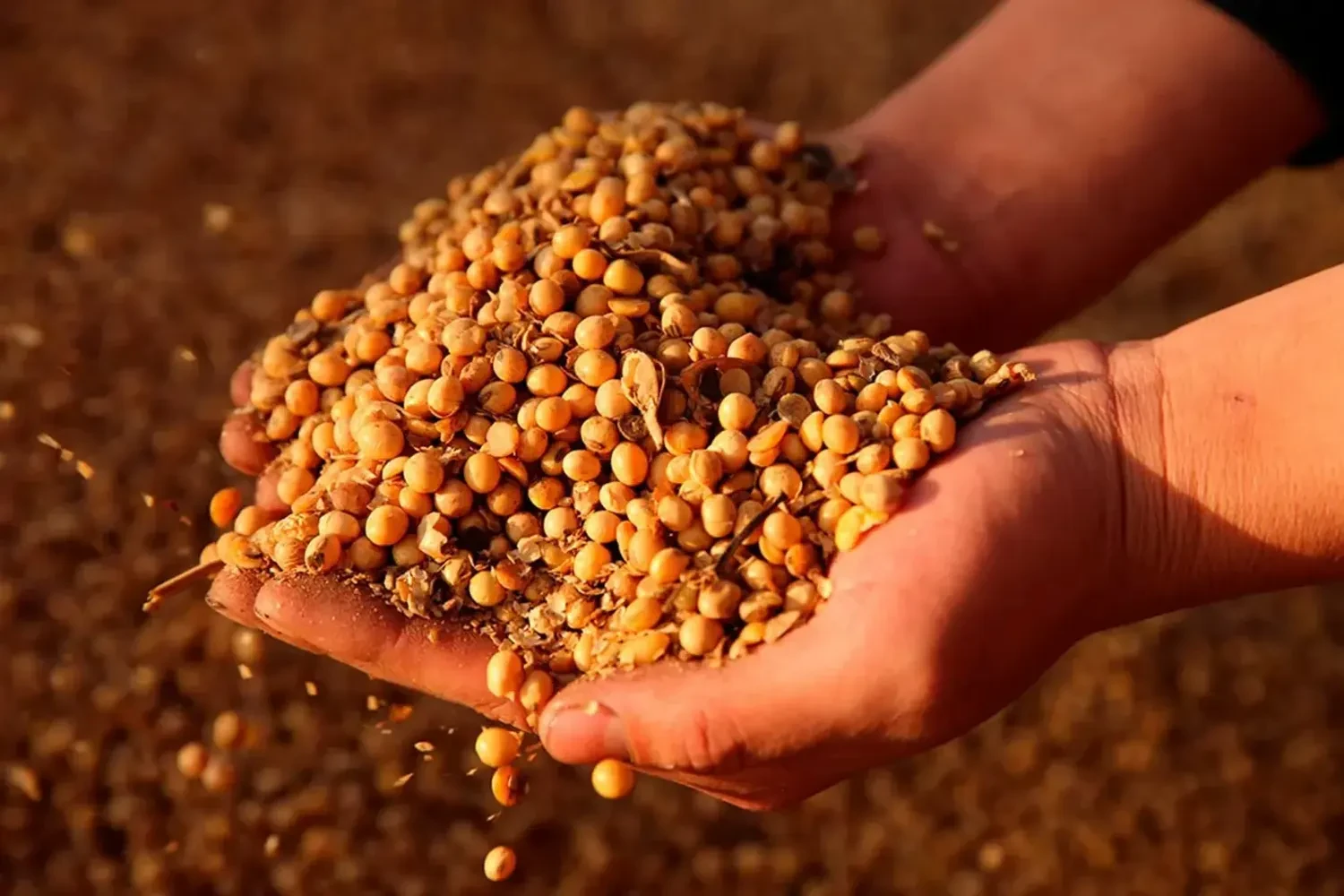 Україна експортувала перший мільйон тонн сої та ріпаку після введення мита