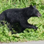Японія планує наймати мисливців для відстрілу ведмедів після 12 смертей