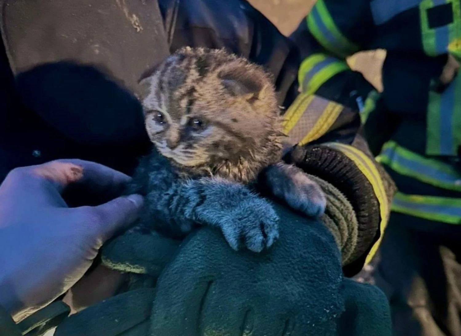 Рятувальники дістали кошеня з-під завалів після російського обстрілу на Київщині