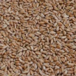 рф викрала 2 млн тонн українського зерна минулого року та продала його в Африці, Азії та Європі - Сибіга