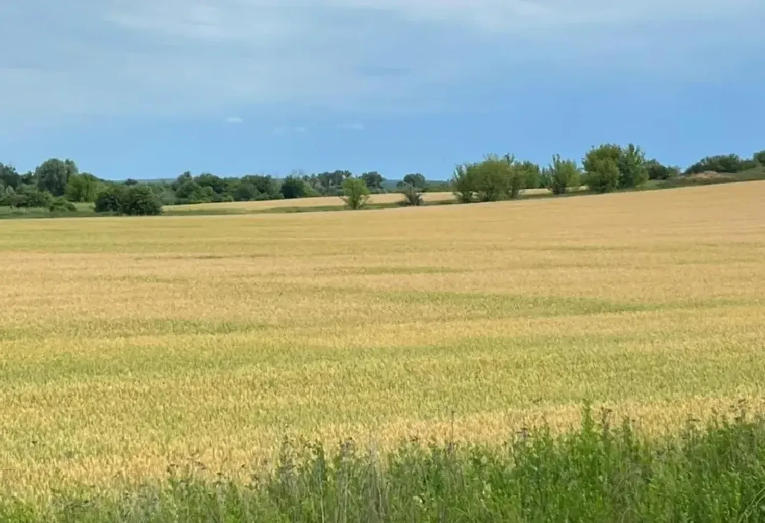 Прокуратура Київщини домоглася повернення тисяч гектарів землі державі