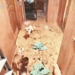 У Києві жінку, яка тримала у квартирі вовка та лисицю, судитимуть за жорстоке поводження з тваринами. Їй загрожує три роки за ґратами